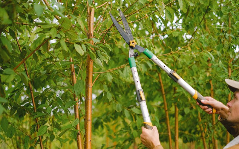 Tree trimming in Beech Creek, KY